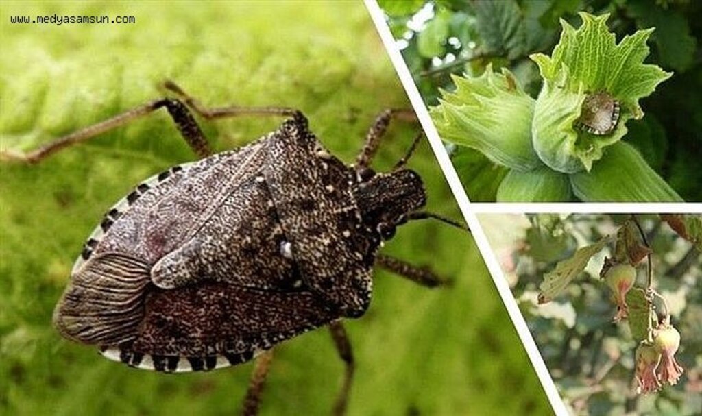 Erhan Usta: Fındık Üreticisi Kahverengi Kokarca İstilası İle Karşı Karşıya