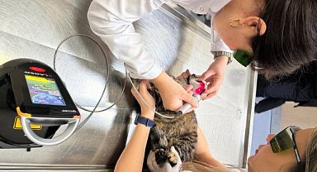 OMÜ Hayvan Hastanesinde Düşük Doz Lazer Tedavi Hizmeti Başladı