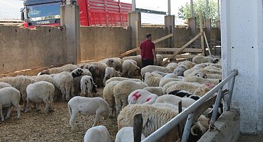 Atakum Kurban Satış ve Kesim Yeri bayrama hazır