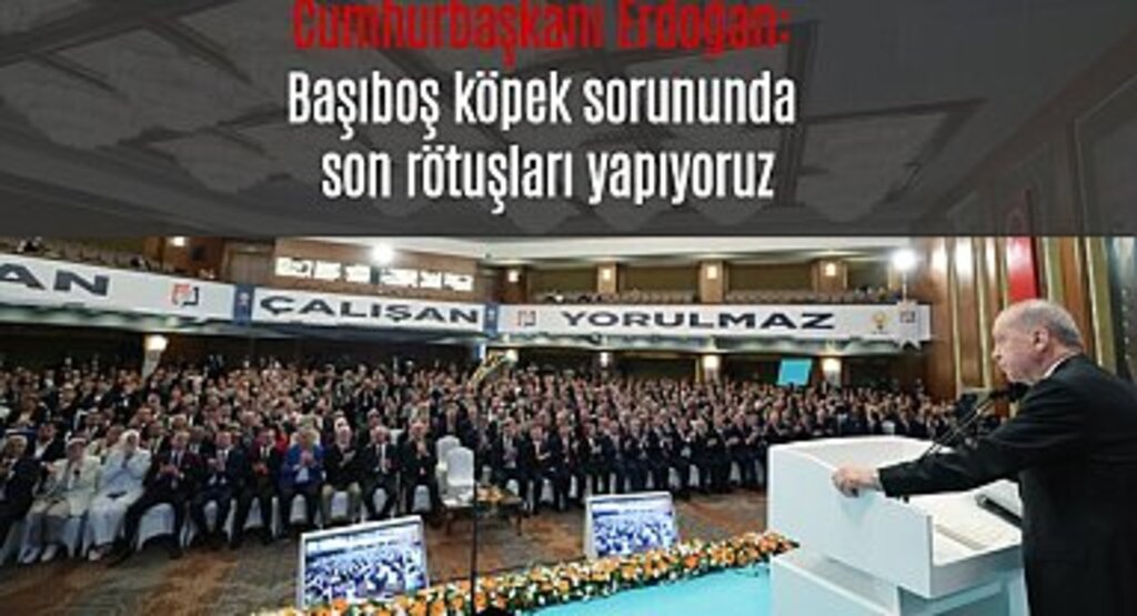 Başıboş köpek sorununda son rötuşlar atılıyor