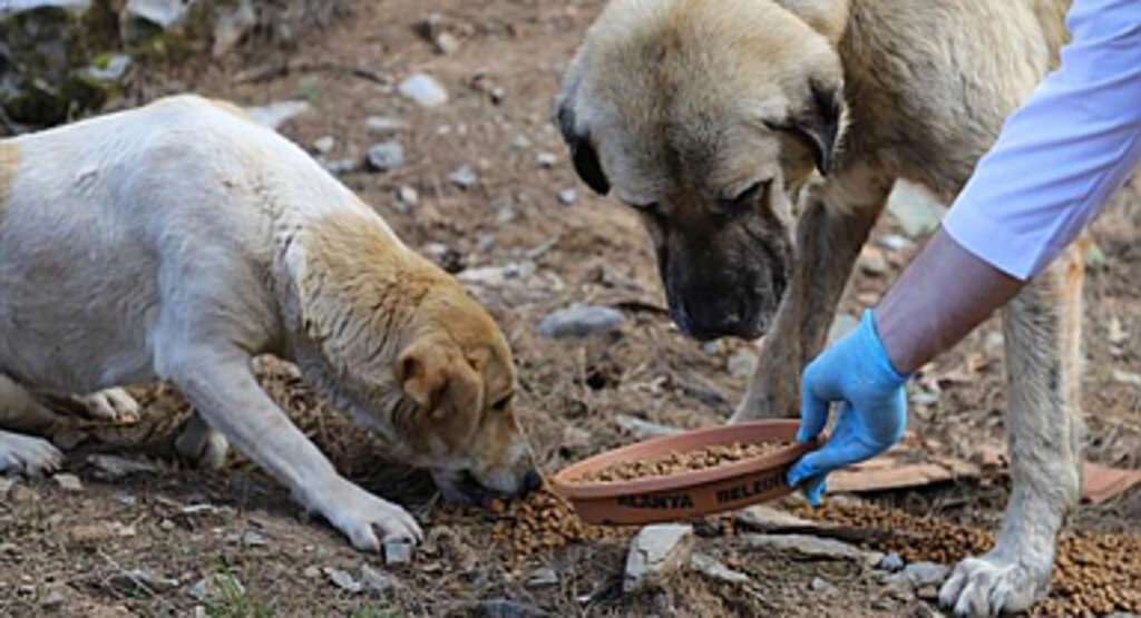 Belediyelere sahipsiz her köpek için 71 bin lira ceza uygulanacak