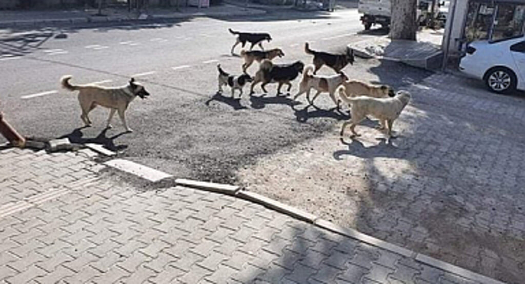 Sokak Hayvanları Sağlık Tesislerine Girince Bakanlık Harekete Geçti