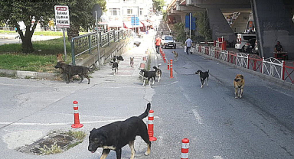 Konya'da 2 bin 500 sokak köpeği toplandı
