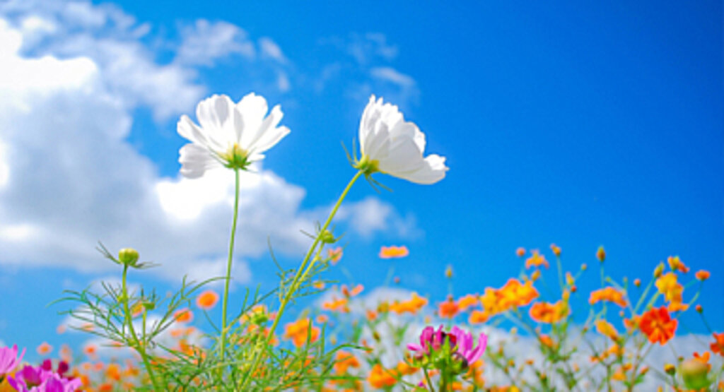 Samsun'da hafta sonuna kadar bahar havası yaşanacak