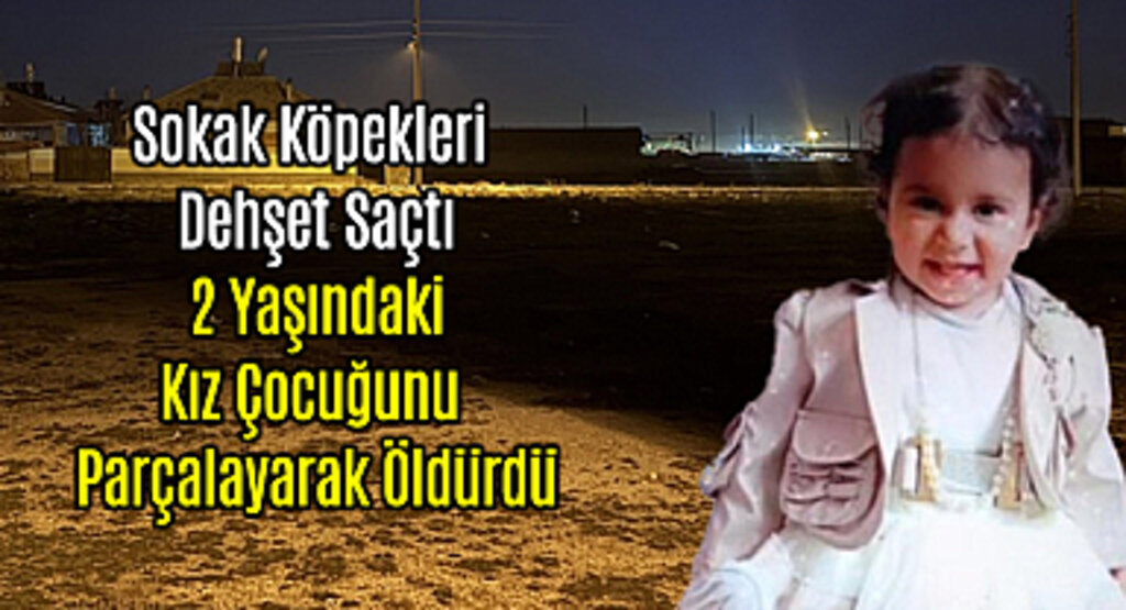 Sokak Köpekleri Dehşet Saçtı: 2 Yaşındaki Kız Çocuğunu Parçalayarak Öldürdü