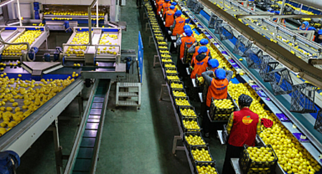 Limonun İyisi İhracata Kalitesizi Millete Satılıyordu: Bakanlık Dur Dedi