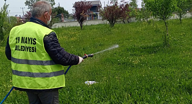 19 Mayıs Belediyesinden Kahverengi Kokarca İle Mücadele