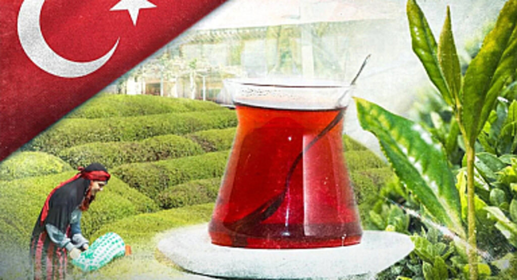 2025 yaş çay alım fiyatı açıklandı