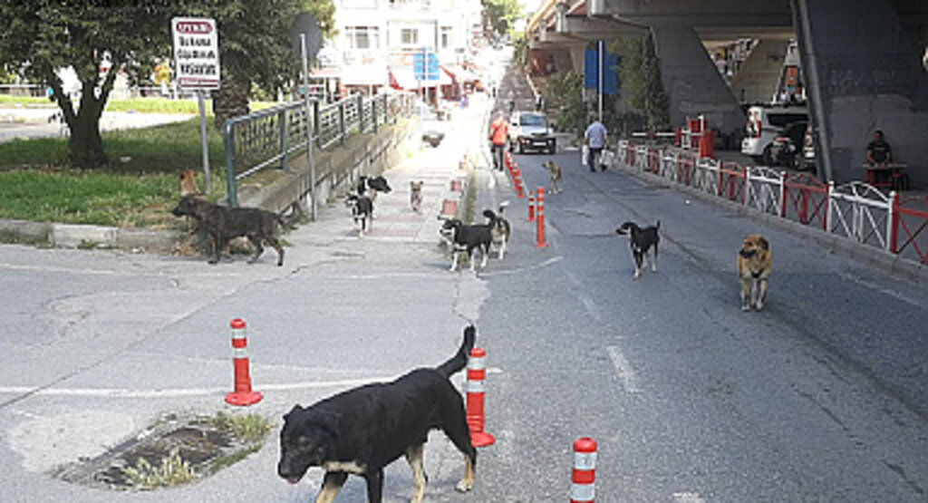 Anayasa Mahkemesi Sokak Hayvanları Yasası'nın iptali istemini reddetti