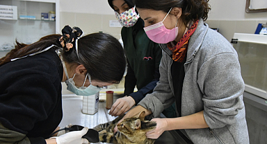 OMÜ Veteriner Fakültesi Türkiye’nin En İyileri Arasında
