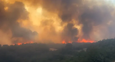 Bursa Yenişehir'de orman yangını
