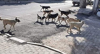 İstanbul Valiliği'nden okullar açılmadan sokak hayvanlarını toplatma kararı