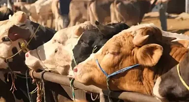 Şap hastalığı ile etkin mücadele: 24 ilde hayvan pazarları yeniden açıldı