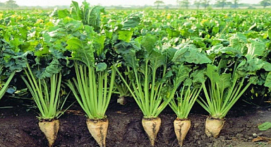 Şeker pancarı 2025-2026 kotaları açıklandı