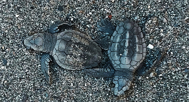 30 bin yavru caretta caretta İztuzu sahilinde mavi sularla buluştu