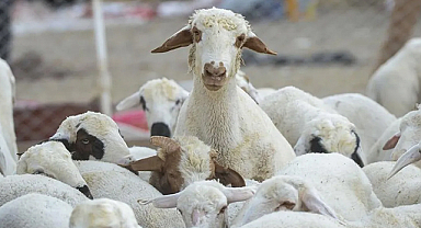 Türkiye'de büyükbaş ve küçükbaş hayvan varlığı açıklandı