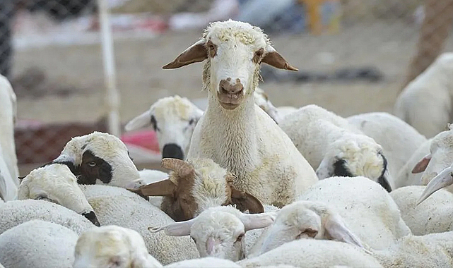 Türkiye'de büyükbaş ve küçükbaş hayvan varlığı açıklandı