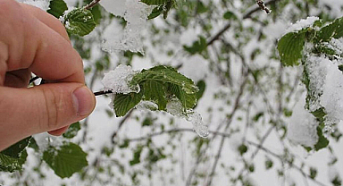 Zirai dondan zarar gören çiftçilere devlet desteği geliyor