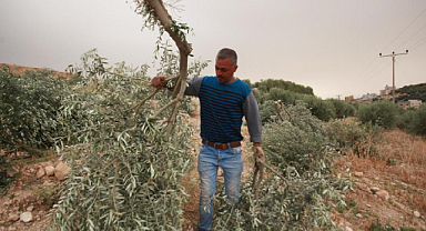 İsrail Filistinlilerin Zeytin Ağaçlarını Katlediyor