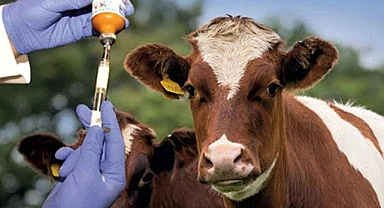 Samsun'da şap karantinası