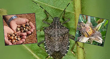 Kahverengi Kokarcadan fındık ihracatına büyük darbe: Ferrore Türkiyeden alımları durdurdu