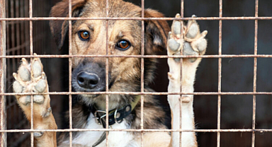 Samsun'da köpekleri kurşuna dizip çöpe attılar