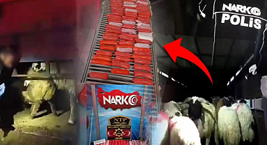 Zehir tacirleri yaptı: Koyunların karnına metanfetamin sakladılar