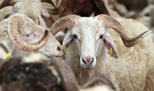 Bolu Belediyesi kurbanlık parası toplayıp tek kurbanlık almamış