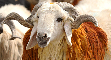 Diyanet vekaletle kurban kesim ücretlerini açıkladı