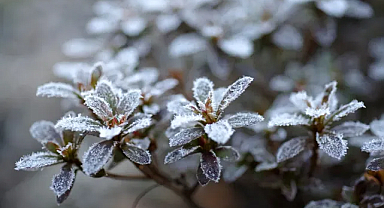 Meteorolojiden zirai don alarmı: Soğuk hava birçok bölgeyi vuracak