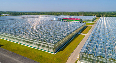 Bafra Sera Organize Tarım Bölgesi Üretim Üssü Oldu