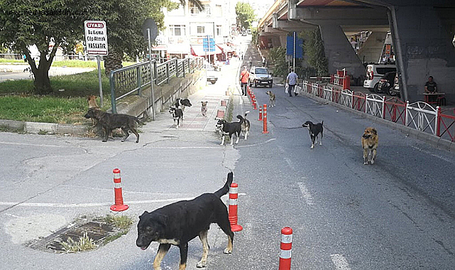 Sokak hayvanlarının yüzde 75’i toplandı