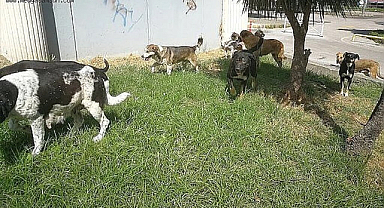Bakan Çiftçi: Ekim ayına kadar sokaklarda köpek kalmayacak