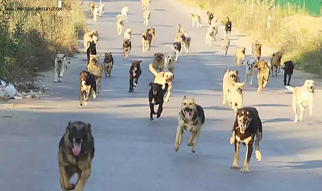 İstanbul Valisi Gül: Sokaklarda sahipsiz tek bir köpek kalmayacak