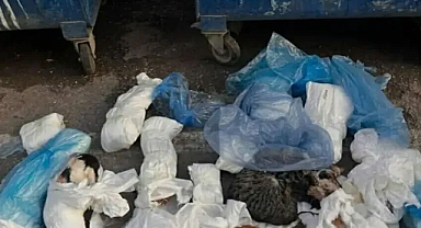 İzmir'de kan donduran vahşet: Aralarında yavrularında olduğu 33 kedi katledildi