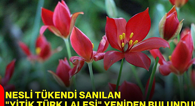 130 yıldır aranan ’Yitik Türk Lalesi’ Amasya'da bulundu