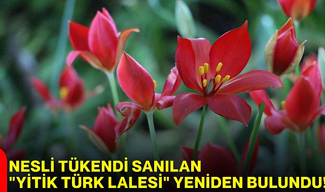 130 yıldır aranan ’Yitik Türk Lalesi’ Amasya'da bulundu