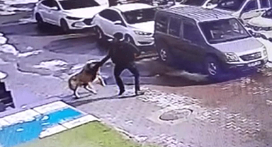 Sokak hayvanlarıyla ilgili üç belediye başkanı hesap veriyor