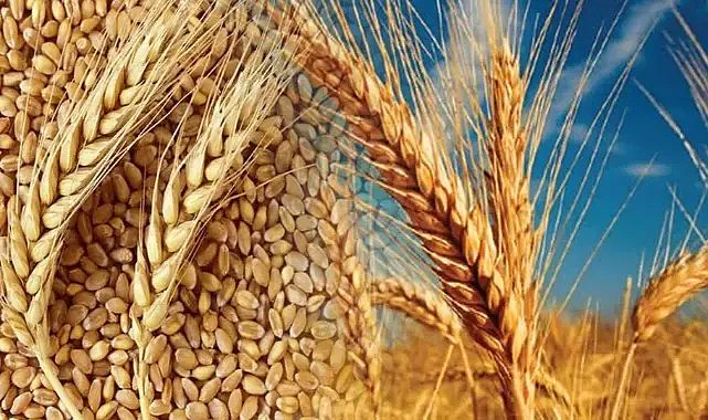 Tarımda rekor: 83,2 milyar dolarlık hasıla