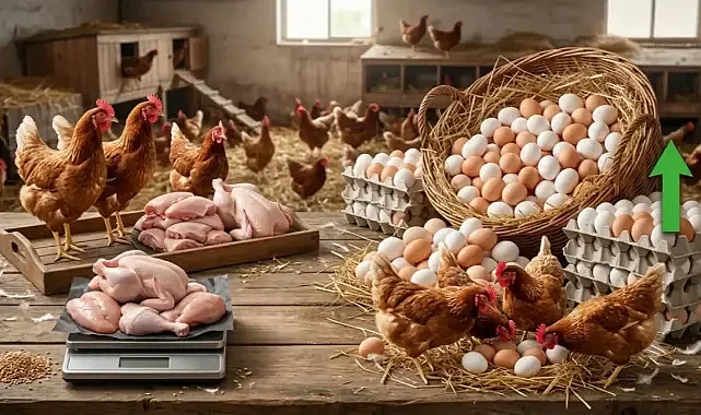 Yumurta üretimi rekor seviyeye ulaştı
